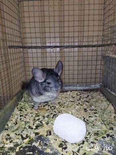 Ферма Шиншилл