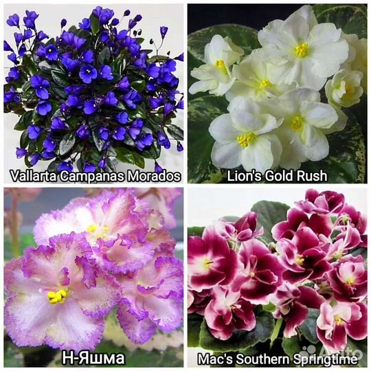 Фиалка(сенполия). Детки мини