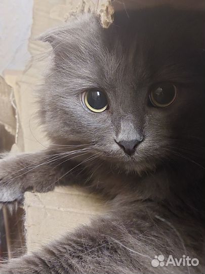 Передержка котов