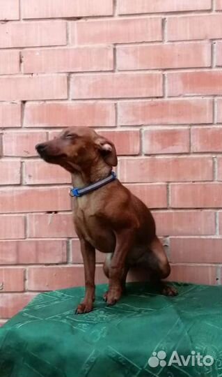 Щенки цвергпинчера