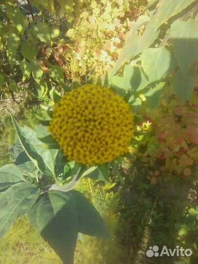 Топинамбур клубни и цветы