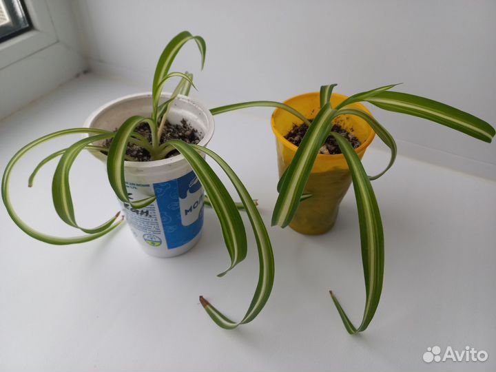 Хлорофитум кудрявый бонни