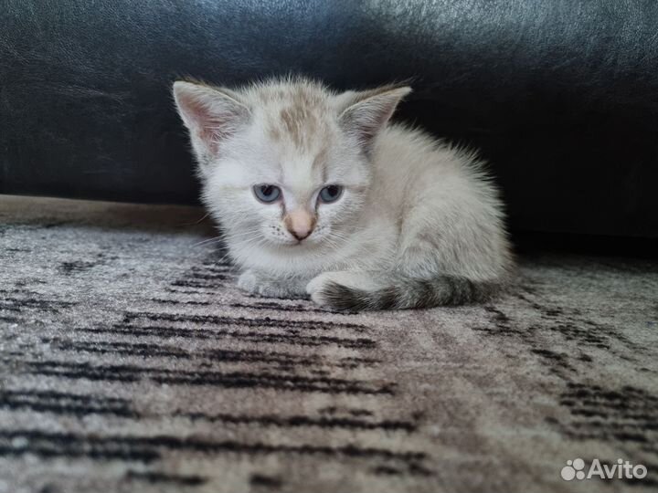 Кошки в добрые руки