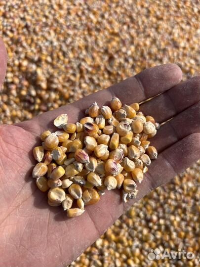 Зерно пшеница,овес,ячмень