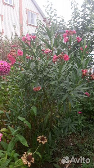 Рассада ремонтантной