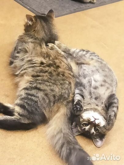 Кошка в дар