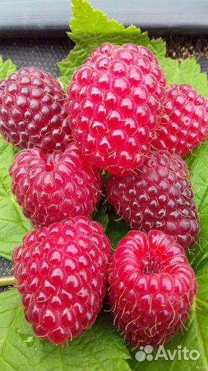 Саженцы ремонтантной малины полька