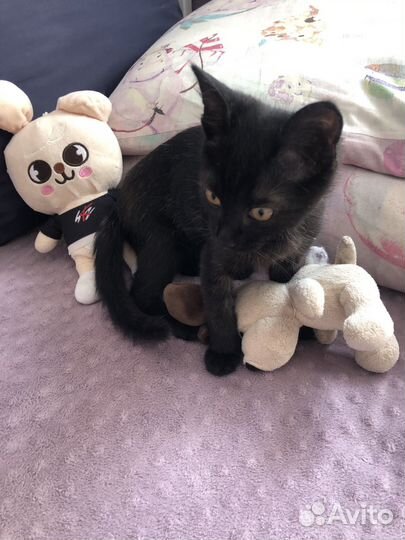 Черный котенок в добрые руки бесплатно