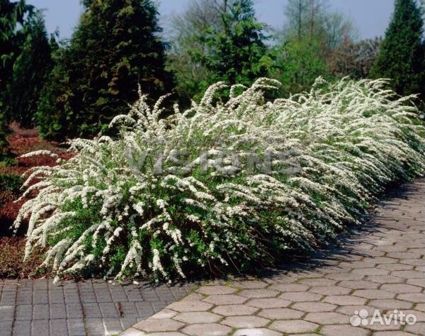 Декоративные кустарники