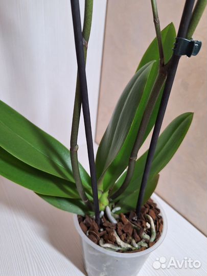 Орхидея фаленопсис бантик 2 цв