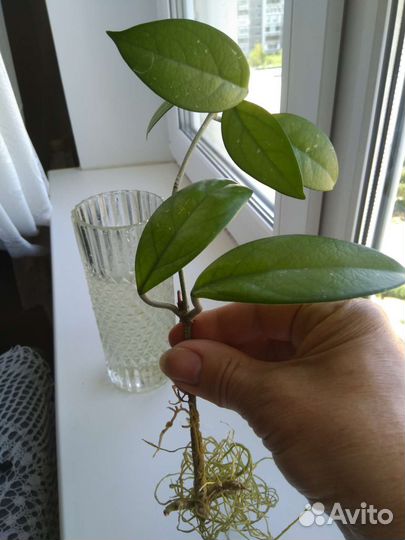 Хойя или восковой плющ