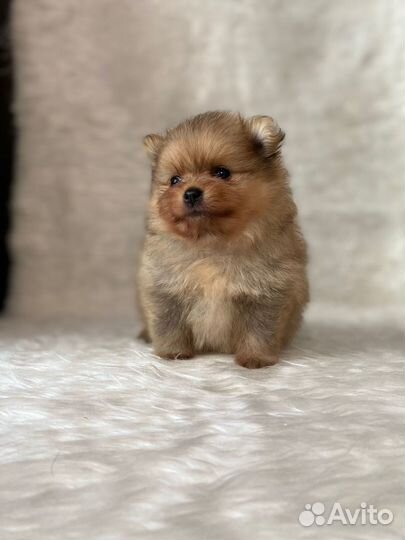 Мишки - Померашки