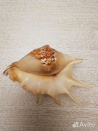 Морская ракушка