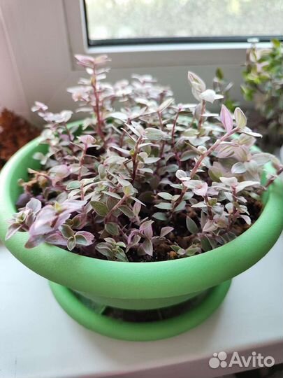 Каллизия розовая пантера