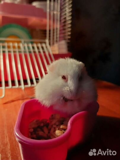 Клетка для джунгарского хомяка