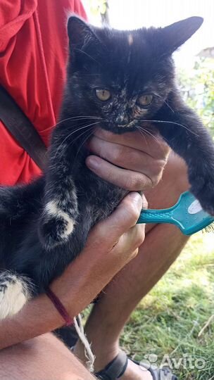 Котята в дар