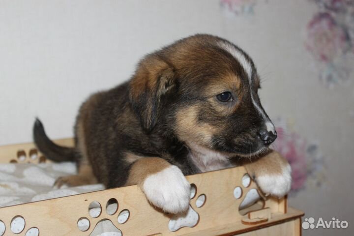 Хорошенький мальчишечка