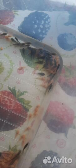 Аквариумные рыбки сомики анцитрусы