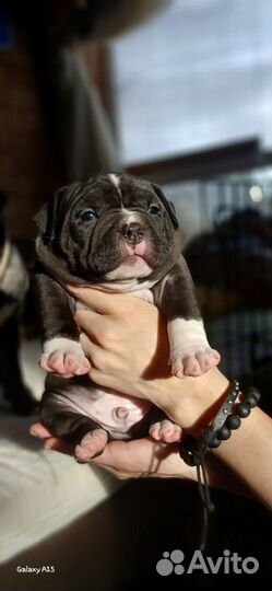 Щенок американский булли