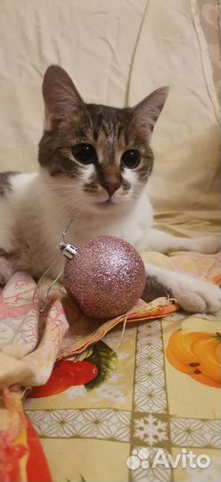 Кошка в дар бесплатно