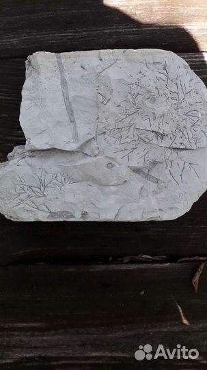 Интересные камни и окаменелости