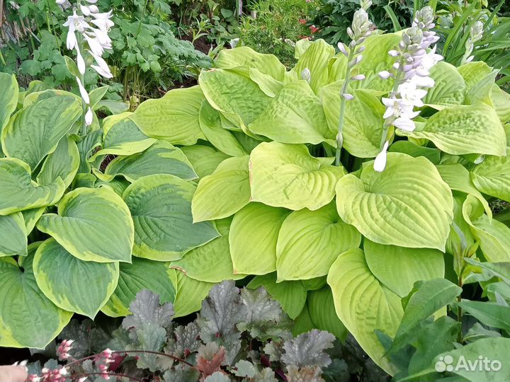 Хосты