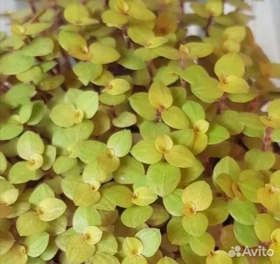 Традесканция комнатные растение цветы