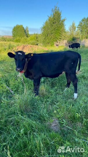 Быки и телки