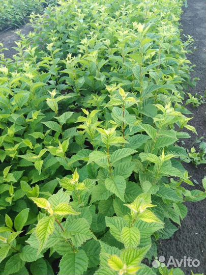 Саженцы вишни войлочной