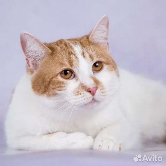 Кошечку Зину никто не замечает