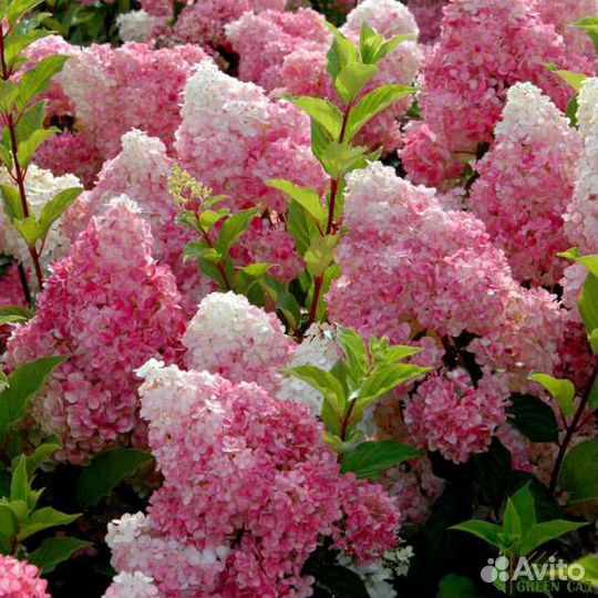 Гортензия Ванилла Фрейз саженцы