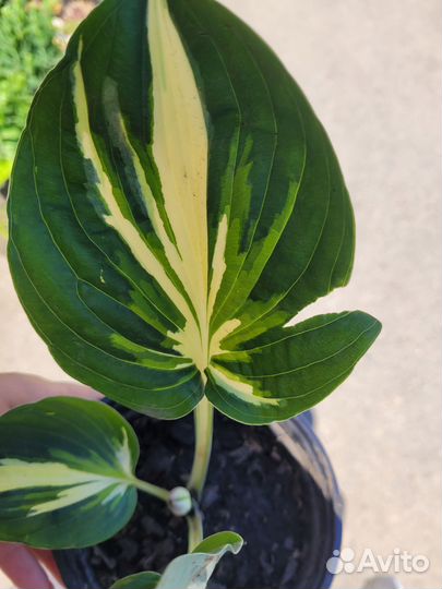 Хоста стинг