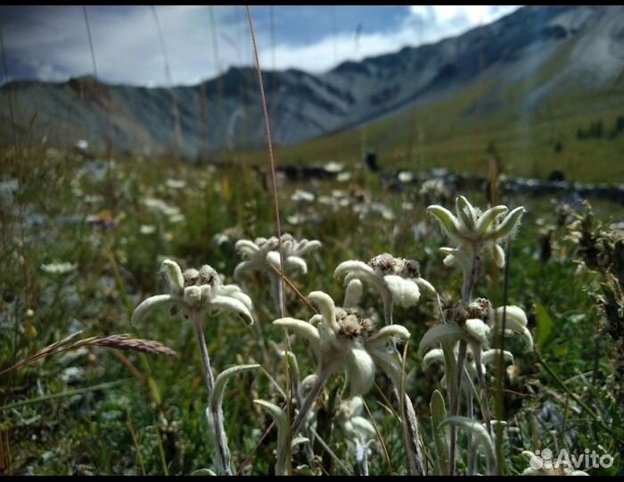 Конный поход