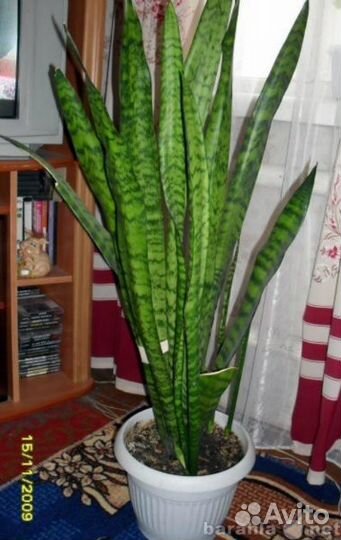 Щучий хвост, он же тещин язык