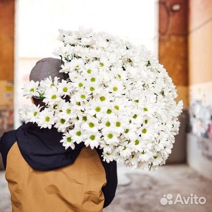 Цветы кустовая хризантема