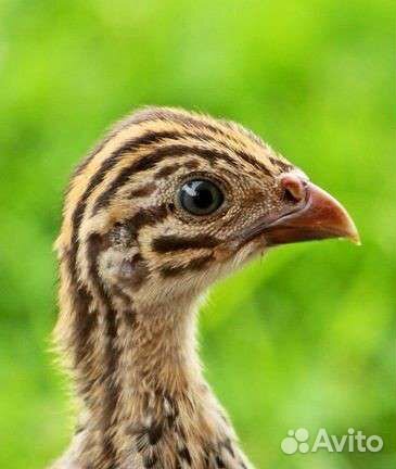 Цыплята Цесарки