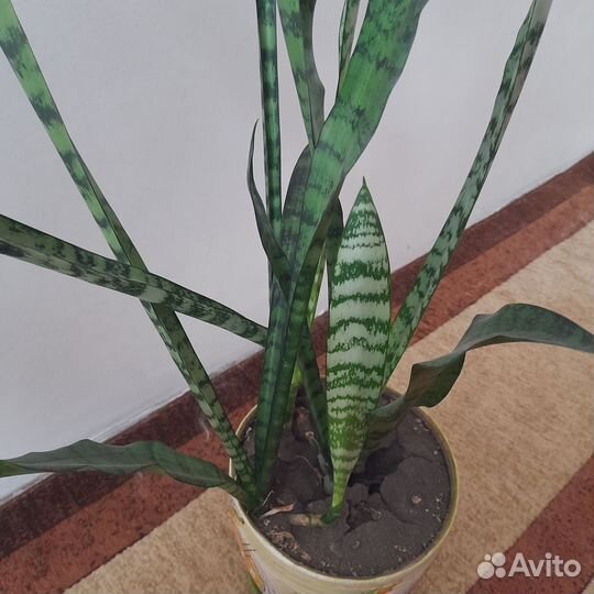 Сансенверия