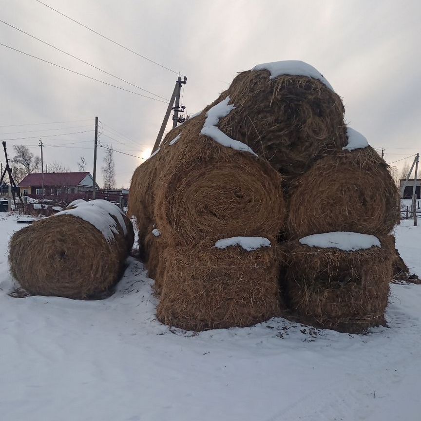 Продам сено в рулонах