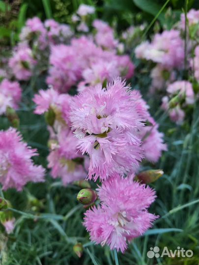 Малоуходные растюхи