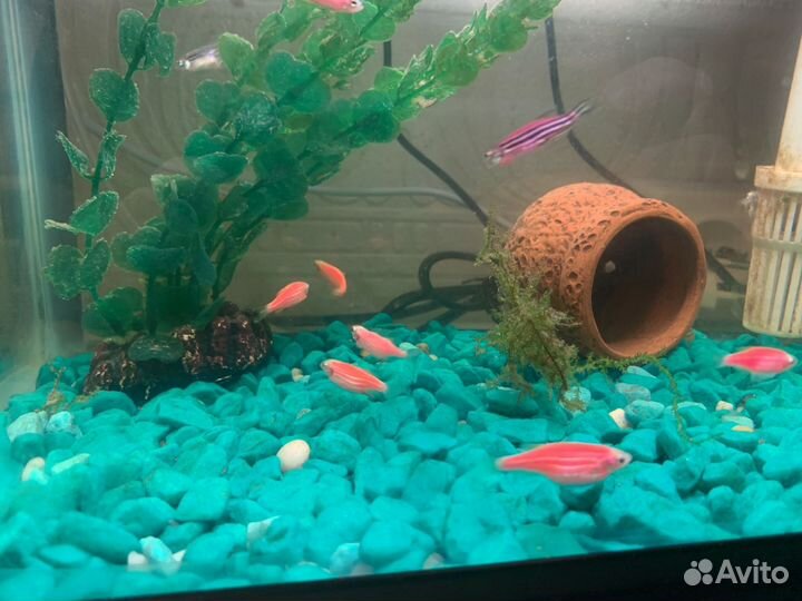 Аквариумные рыбки данио