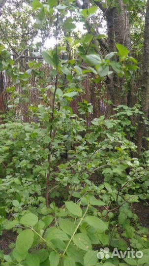 Продам саженцы чере вишни