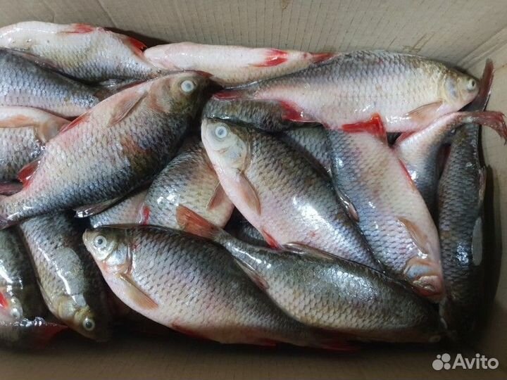 Свежемороженая рыба оптом