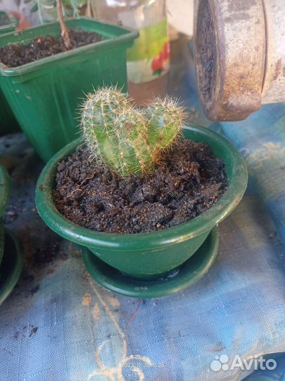Кактус с горшочком