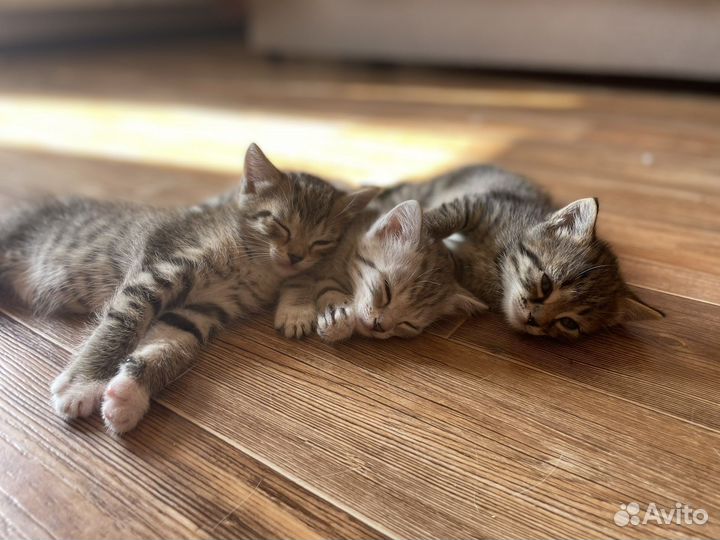 Кошка в дар