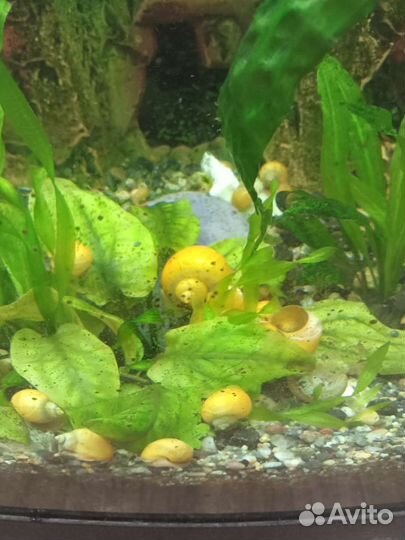 Улитки ампулярии