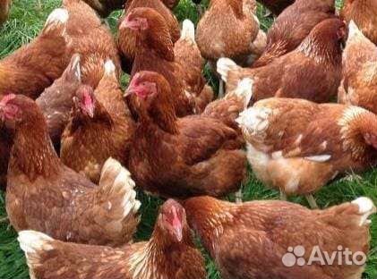 Куры несушки