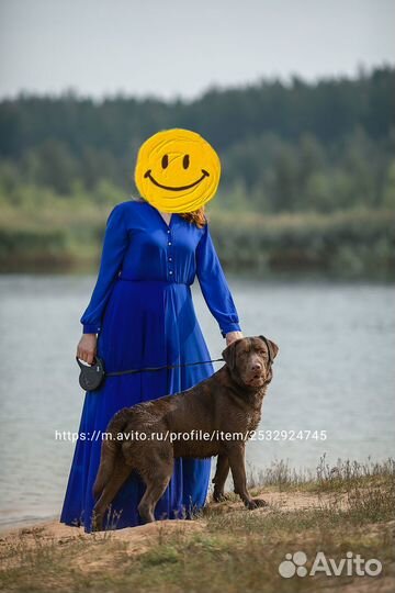 Очень очень шоколадный лабрадор