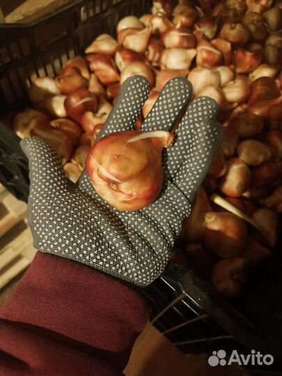 Луковицы тюльпанов для озеленения