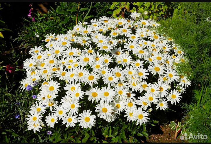 Ромашка садовая