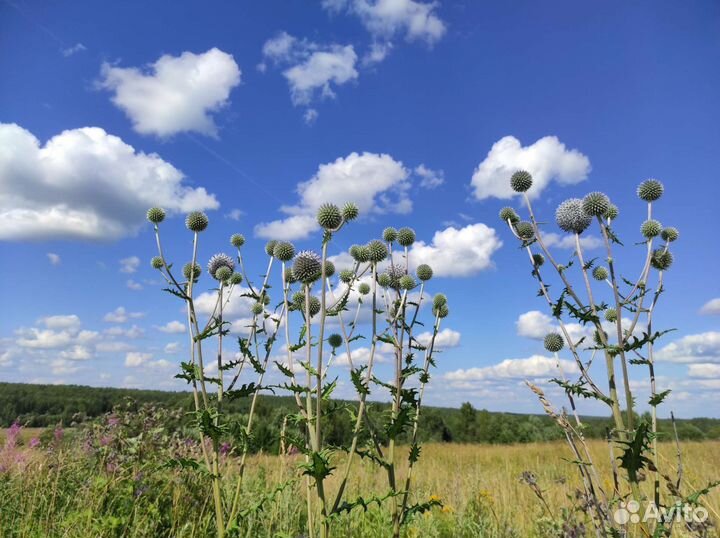 Семена мордовника